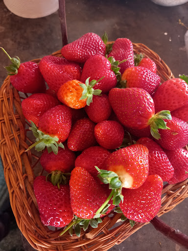 Productos del campo rancho santa lucia