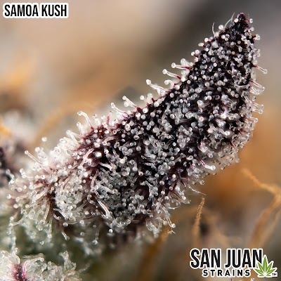 San Juan Strains, Inc.