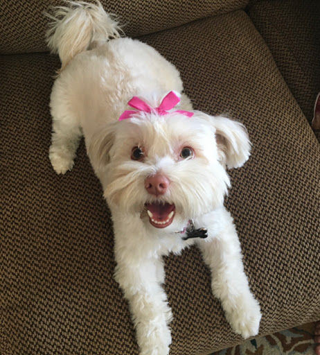 Lemoore Dog Grooming - Thumbnail