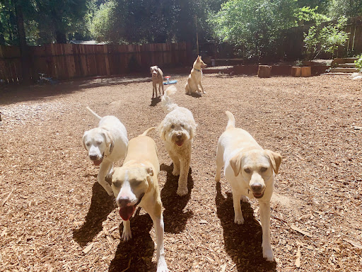 Brooktails Pet Care - Thumbnail