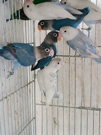 La casa de las aves Cuautla Morelos . - Thumbnail