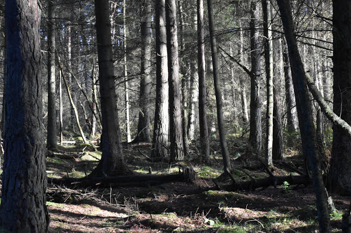 Portmoak Moss - Thumbnail