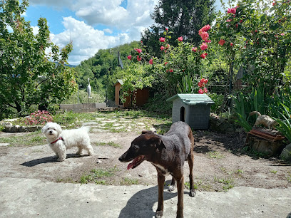 Around The Dog - Istruttrice cinofila-