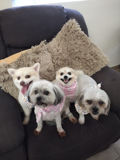 Sweet Dog Grooming - Thumbnail