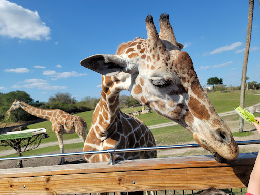 Serengeti Safari - United States