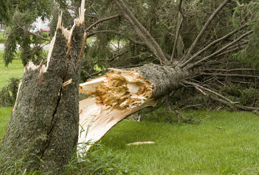 Done Right Tree Service llc - Thumbnail