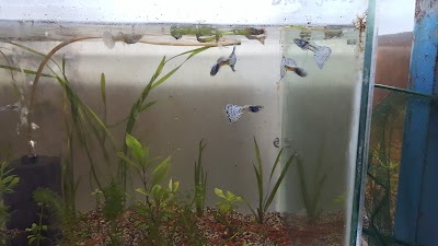 Photos of Bursa Aquarium