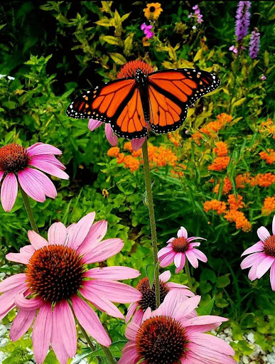 Good Flower Greenhouse - Thumbnail