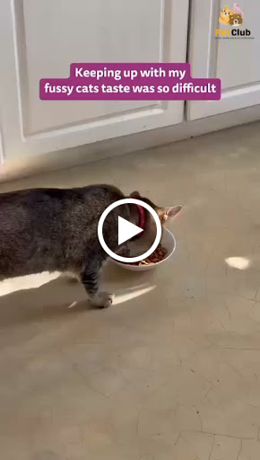 Whiskas Cat Food Now Available at Pet Club, Panipat 🐱🍽️ post image