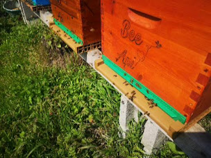 Photo n°13 de Bee Api Vexin, apiculteur récoltant à Avernes (Miellerie)