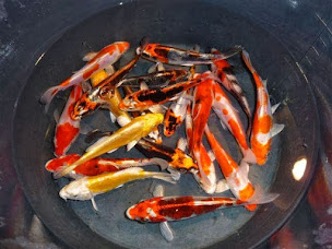 Photo n°11 de Pisciculture de Villette à Villette (Site de pêche)