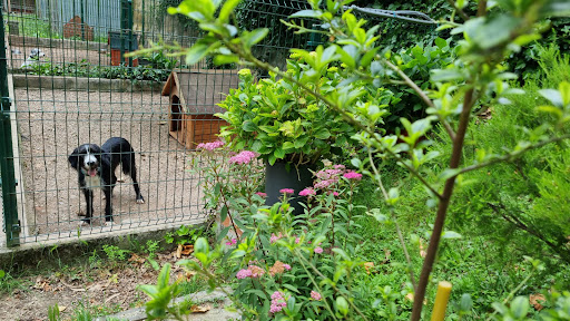 CENTRO CANINO TRISQUEL - Thumbnail