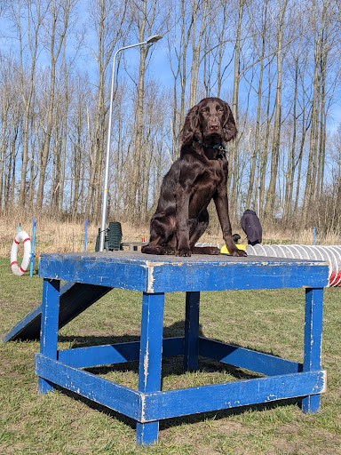 Hondenschool Dogstart - Thumbnail
