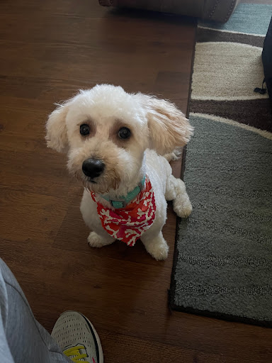 My Buddy Boarding Inn For Pets - Thumbnail