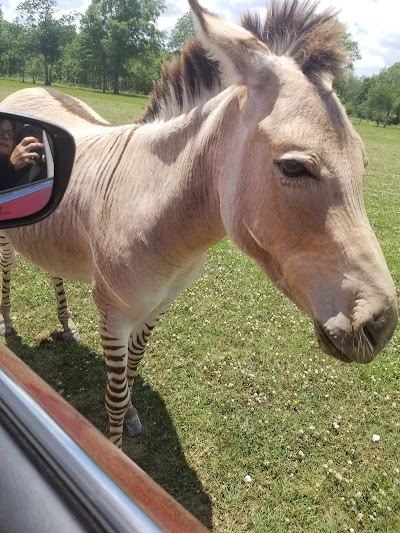 Wild Country Safari Park