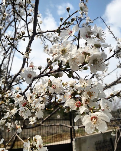 Photos of Educators Website Adana