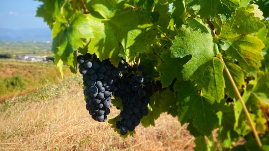 Demencia Wine 24500 Villafranca del Bierzo, León, España