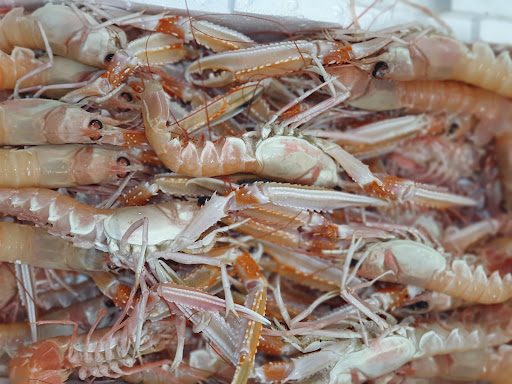 Pescheria Shark - Thumbnail