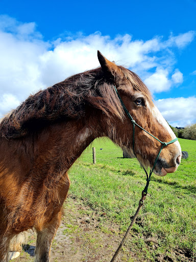 The Honey Trap Gallery - New Zealand