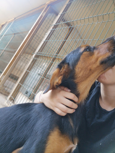 Thedogtrainer - Visual