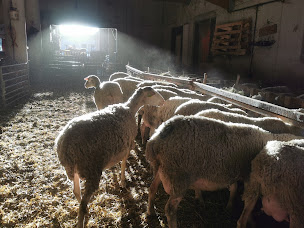 Photo n°30 de Bergerie de Porte Rouge à Levens (Élevage laitier)