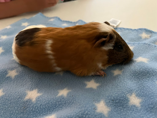 Over the Rainbow Bridge Pet - Thumbnail