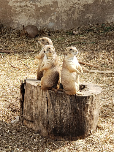Ochsner Park Zoo - Thumbnail