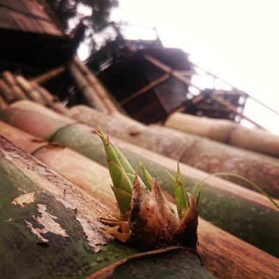 Photos of Oemah Bamboo