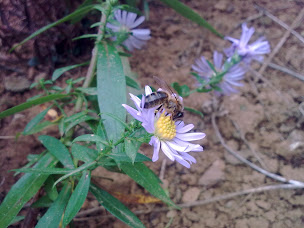 Photo n°7 de Apiculture Pierre TETTAMANTI à Neufchef (Miellerie)