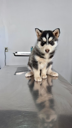 Clinica Veterinaria Vet Cam
