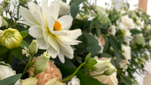 Abundiflora - Visual