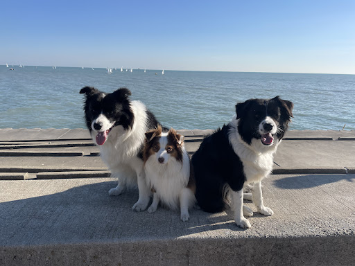 4 Paws Pet Clinic - Thumbnail