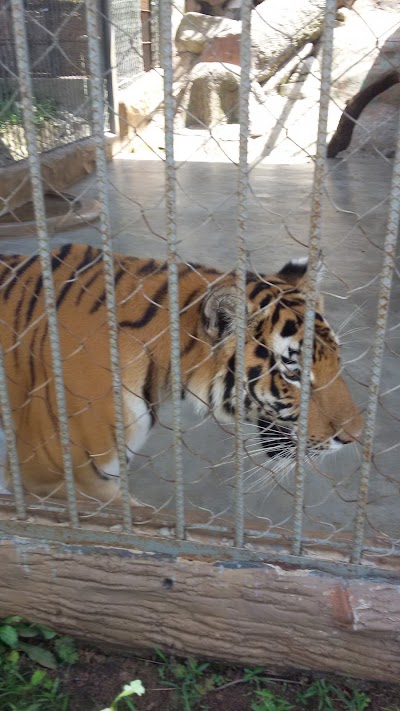 Photos of Joya Grande Zoo