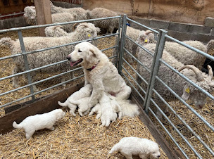 Photo n°4 de Mohair de Cornouaille à Hôpital-Camfrout (Ferme d'élevage)