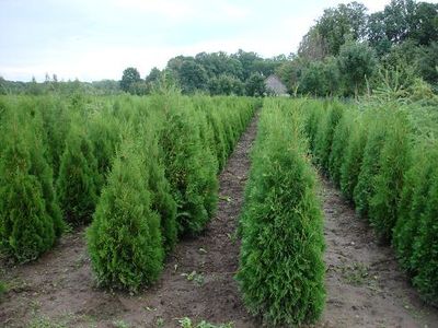 Photos of Kokaudzētava ''Bīlasti''