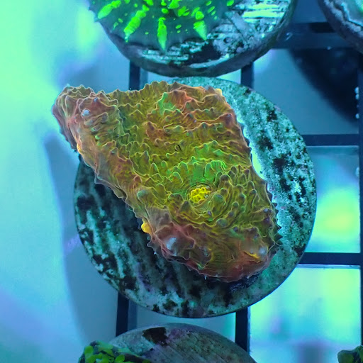 Reef Candy