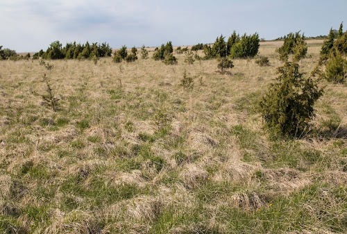 SAAREMAA KADAKAKODA/ORBU TALU AED