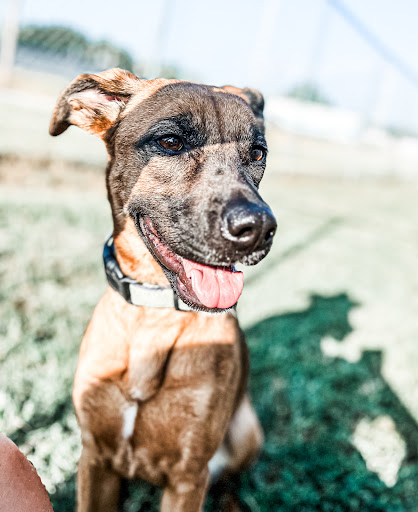 Awol Humane Society