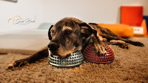Caroline Wagner - Canis Curatio Hundephysiotherapie, Haiger