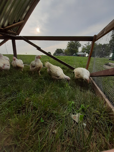 Triple R Pastures Gallery - United States