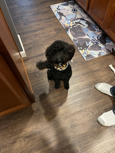 Furbabies Salon LLC - Thumbnail