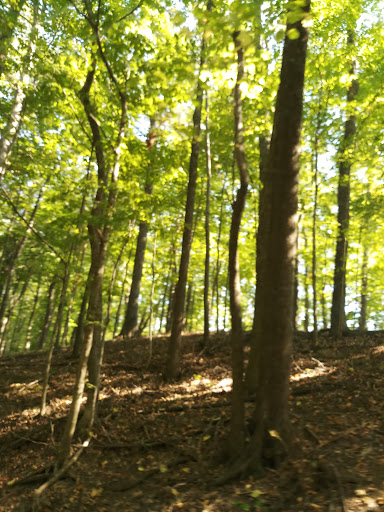 Middle Fork Woods Nature Preserve - Thumbnail