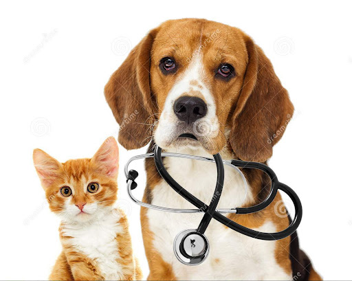 Clinica veterinaria junior el Refugio