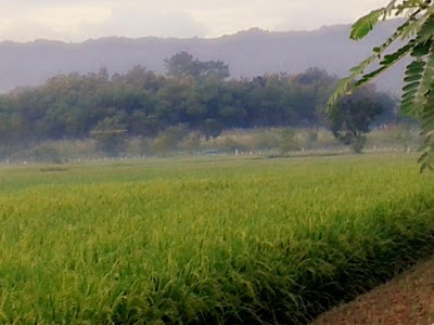 Photos of Karangtengah Tourism Village