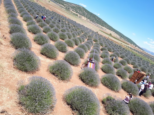Lavanta Kokulu Köy Kadın Girişimi Üretim ve İşletme Kooperatifi