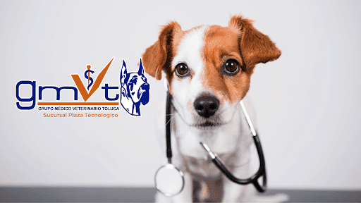 GMVT - Clínica Veterinaria - Plaza Tecnológico