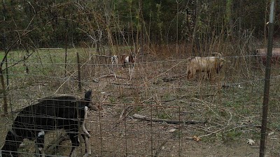 Dukes Goat Farm