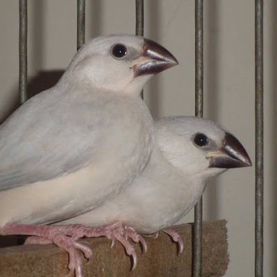 Photos of Alhamdulillah Aviary
