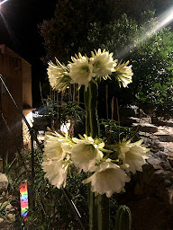 Photo n°101 de I Scalini à Sant'Antonino (Restaurant méditerranéen)