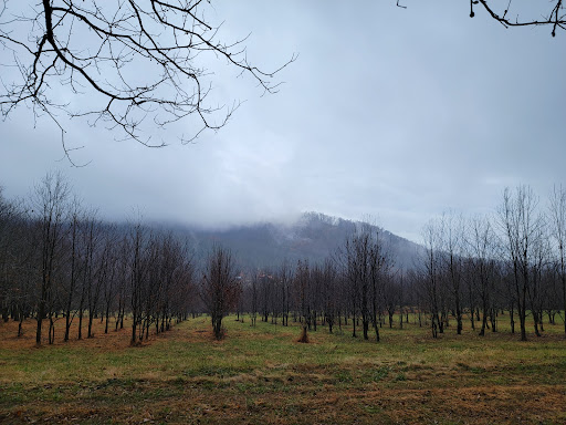 Lesesne State Forest - Thumbnail